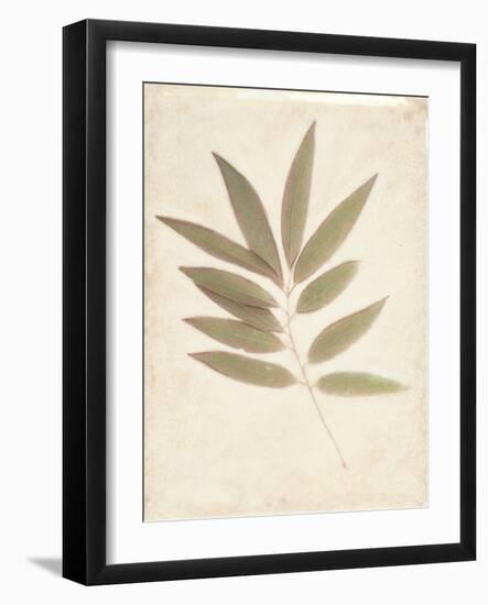 Bay Leaves-Amy Melious-Framed Art Print