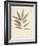 Bay Leaves-Amy Melious-Framed Art Print