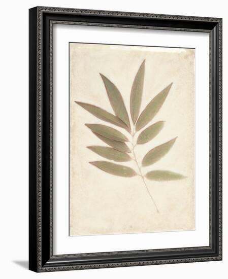 Bay Leaves-Amy Melious-Framed Art Print