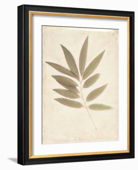 Bay Leaves-Amy Melious-Framed Art Print