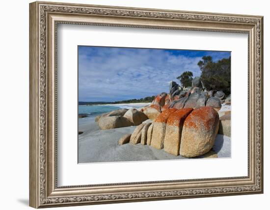 Bay of Fire, Voted One of the Most Beautiful Beaches in the World, Tasmania, Australia, Pacific-Michael Runkel-Framed Photographic Print