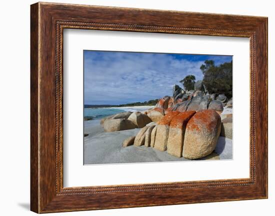 Bay of Fire, Voted One of the Most Beautiful Beaches in the World, Tasmania, Australia, Pacific-Michael Runkel-Framed Photographic Print