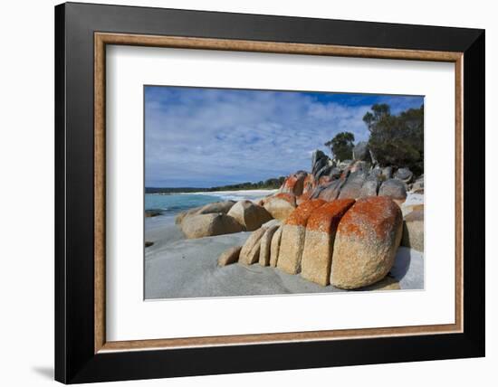 Bay of Fire, Voted One of the Most Beautiful Beaches in the World, Tasmania, Australia, Pacific-Michael Runkel-Framed Photographic Print