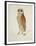 Bay Owl, 1824-J. Briois-Framed Art Print