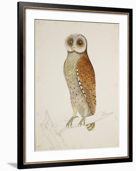 Bay Owl, 1824-J. Briois-Framed Art Print