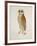 Bay Owl, 1824-J. Briois-Framed Art Print