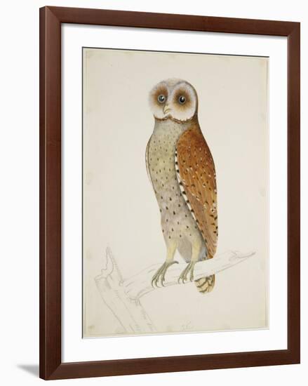 Bay Owl, 1824-J. Briois-Framed Art Print