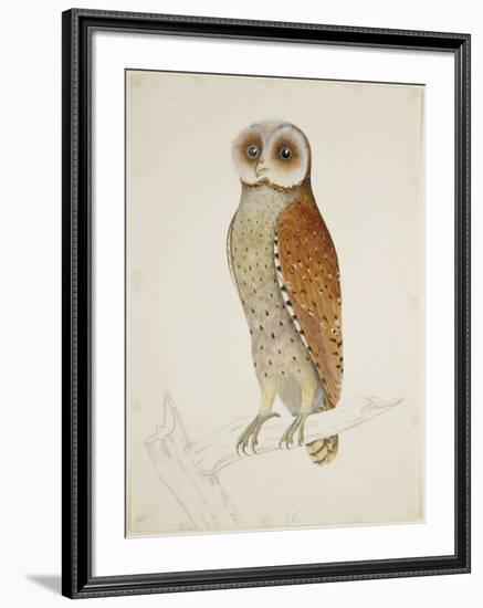 Bay Owl, 1824-J. Briois-Framed Art Print