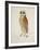 Bay Owl, 1824-J. Briois-Framed Art Print