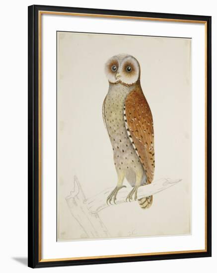 Bay Owl, 1824-J. Briois-Framed Art Print