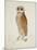 Bay Owl, 1824-J. Briois-Mounted Art Print