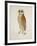 Bay Owl, 1824-J. Briois-Framed Art Print