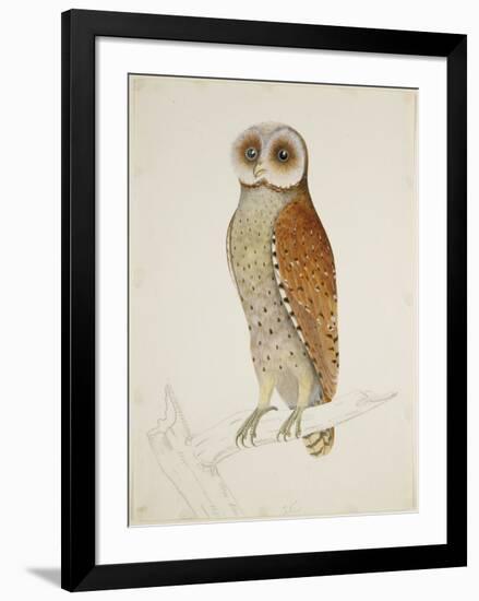 Bay Owl, 1824-J. Briois-Framed Art Print