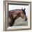 Bay Quarter Horse Stallion, Longmont, Colorado, USA-Carol Walker-Framed Photographic Print
