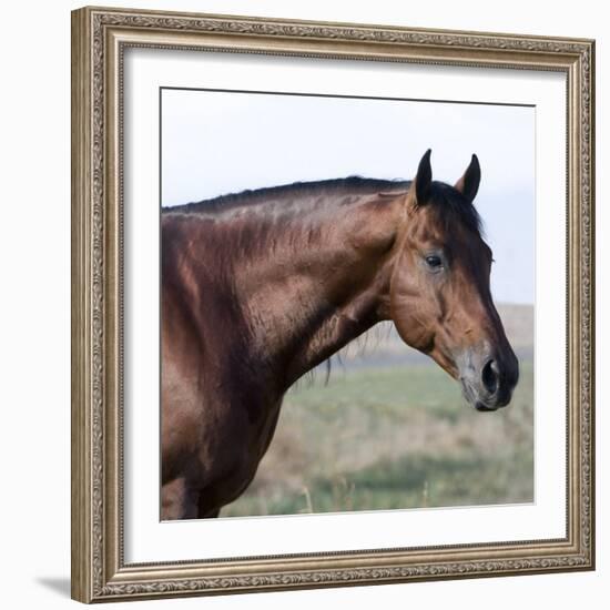 Bay Quarter Horse Stallion, Longmont, Colorado, USA-Carol Walker-Framed Photographic Print