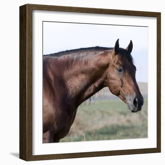 Bay Quarter Horse Stallion, Longmont, Colorado, USA-Carol Walker-Framed Photographic Print