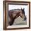 Bay Quarter Horse Stallion, Longmont, Colorado, USA-Carol Walker-Framed Photographic Print