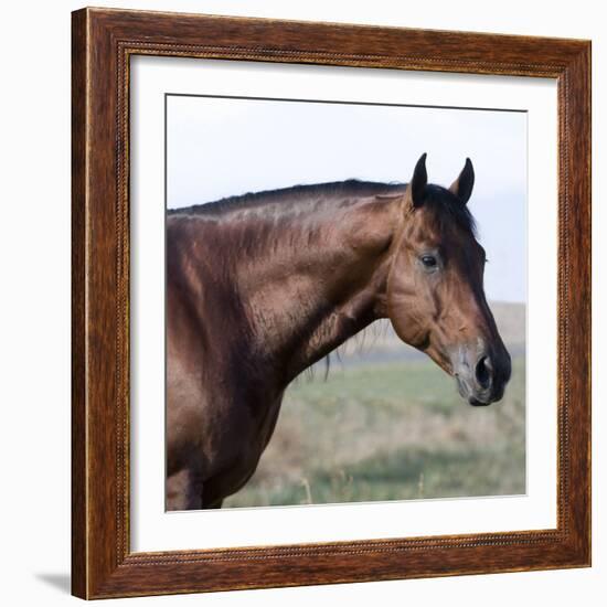 Bay Quarter Horse Stallion, Longmont, Colorado, USA-Carol Walker-Framed Photographic Print