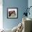 Bay Quarter Horse Stallion, Longmont, Colorado, USA-Carol Walker-Framed Photographic Print displayed on a wall