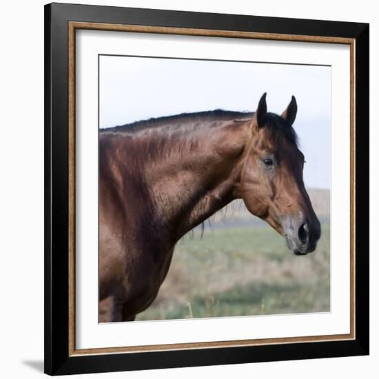 Bay Quarter Horse Stallion, Longmont, Colorado, USA-Carol Walker-Framed Photographic Print