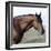 Bay Quarter Horse Stallion, Longmont, Colorado, USA-Carol Walker-Framed Photographic Print