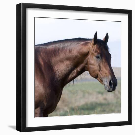 Bay Quarter Horse Stallion, Longmont, Colorado, USA-Carol Walker-Framed Photographic Print