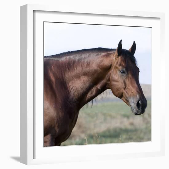 Bay Quarter Horse Stallion, Longmont, Colorado, USA-Carol Walker-Framed Photographic Print