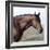 Bay Quarter Horse Stallion, Longmont, Colorado, USA-Carol Walker-Framed Photographic Print