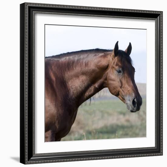 Bay Quarter Horse Stallion, Longmont, Colorado, USA-Carol Walker-Framed Photographic Print