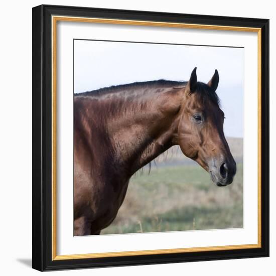 Bay Quarter Horse Stallion, Longmont, Colorado, USA-Carol Walker-Framed Photographic Print