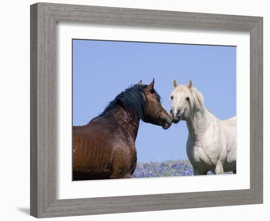 Bay Stallion and Palomino Stallion Touching Noses, Pryor Mountains, Montana, USA-Carol Walker-Framed Photographic Print