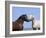 Bay Stallion and Palomino Stallion Touching Noses, Pryor Mountains, Montana, USA-Carol Walker-Framed Photographic Print