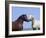 Bay Stallion and Palomino Stallion Touching Noses, Pryor Mountains, Montana, USA-Carol Walker-Framed Photographic Print