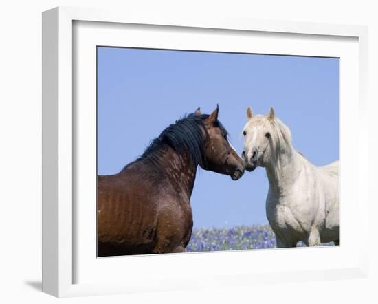 Bay Stallion and Palomino Stallion Touching Noses, Pryor Mountains, Montana, USA-Carol Walker-Framed Photographic Print