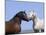 Bay Stallion and Palomino Stallion Touching Noses, Pryor Mountains, Montana, USA-Carol Walker-Mounted Photographic Print