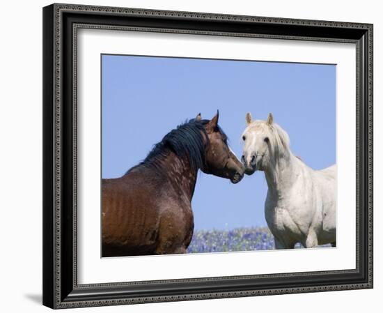 Bay Stallion and Palomino Stallion Touching Noses, Pryor Mountains, Montana, USA-Carol Walker-Framed Photographic Print