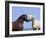 Bay Stallion and Palomino Stallion Touching Noses, Pryor Mountains, Montana, USA-Carol Walker-Framed Photographic Print