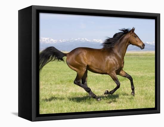 Bay Thoroughbred, Gelding, Cantering Profile, Longmont, Colorado, USA-Carol Walker-Framed Premier Image Canvas