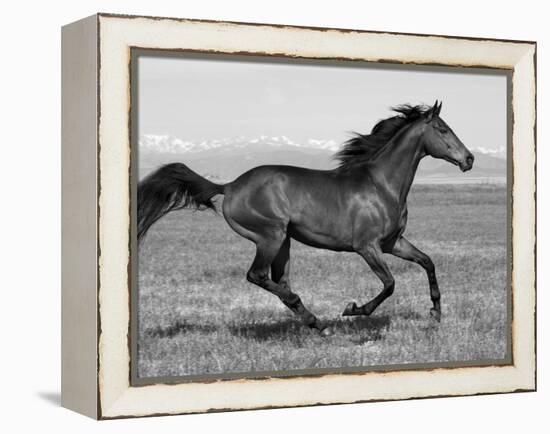 Bay Thoroughbred, Gelding, Cantering Profile, Longmont, Colorado, USA-Carol Walker-Framed Premier Image Canvas