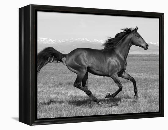 Bay Thoroughbred, Gelding, Cantering Profile, Longmont, Colorado, USA-Carol Walker-Framed Premier Image Canvas