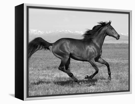 Bay Thoroughbred, Gelding, Cantering Profile, Longmont, Colorado, USA-Carol Walker-Framed Premier Image Canvas