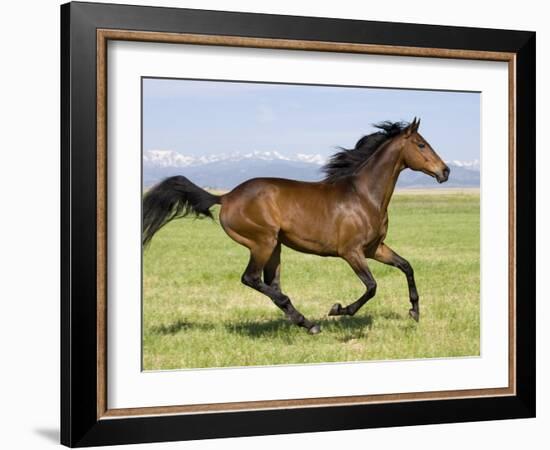 Bay Thoroughbred, Gelding, Cantering Profile, Longmont, Colorado, USA-Carol Walker-Framed Photographic Print