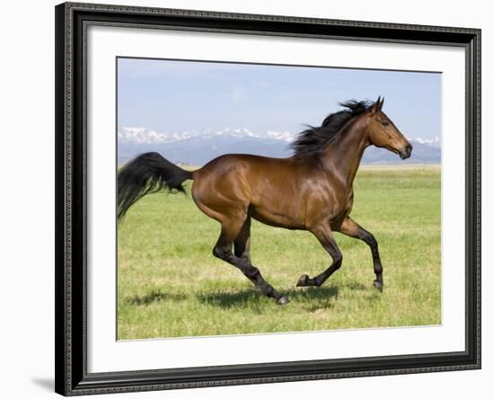 Bay Thoroughbred, Gelding, Cantering Profile, Longmont, Colorado, USA-Carol Walker-Framed Photographic Print