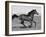 Bay Thoroughbred, Gelding, Cantering Profile, Longmont, Colorado, USA-Carol Walker-Framed Photographic Print