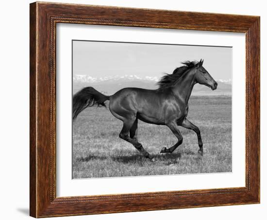 Bay Thoroughbred, Gelding, Cantering Profile, Longmont, Colorado, USA-Carol Walker-Framed Photographic Print