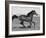 Bay Thoroughbred, Gelding, Cantering Profile, Longmont, Colorado, USA-Carol Walker-Framed Photographic Print