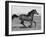Bay Thoroughbred, Gelding, Cantering Profile, Longmont, Colorado, USA-Carol Walker-Framed Photographic Print