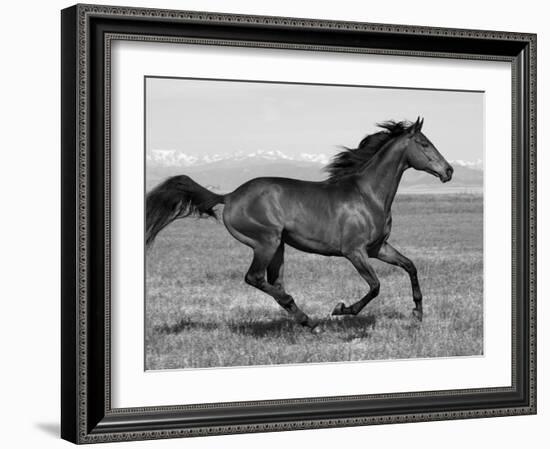 Bay Thoroughbred, Gelding, Cantering Profile, Longmont, Colorado, USA-Carol Walker-Framed Photographic Print
