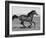 Bay Thoroughbred, Gelding, Cantering Profile, Longmont, Colorado, USA-Carol Walker-Framed Photographic Print