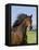 Bay Thoroughbred, Gelding, Longmont, Colorado, USA-Carol Walker-Framed Premier Image Canvas